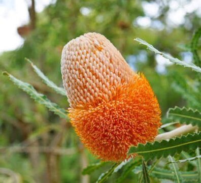 Banksia