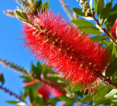 Bottlebrush