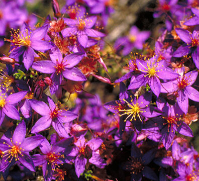 Calytrix