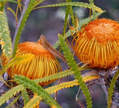 Dryandra