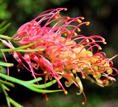 Grevillea