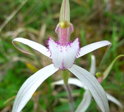 Spider Orchid