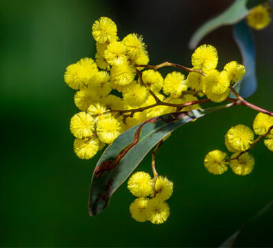 Wattle